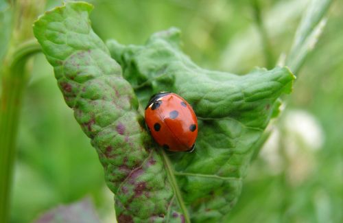 ladybug leaf green