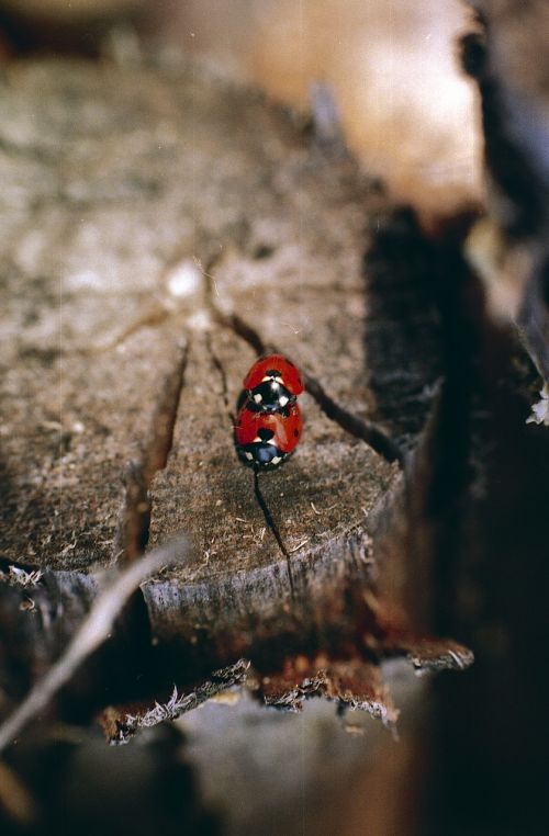 ladybug ladybird beetle