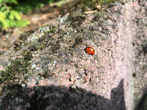 ladybug summer beetle