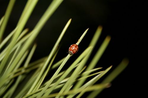 ladybug nature insect