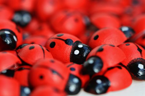 ladybug wood cute