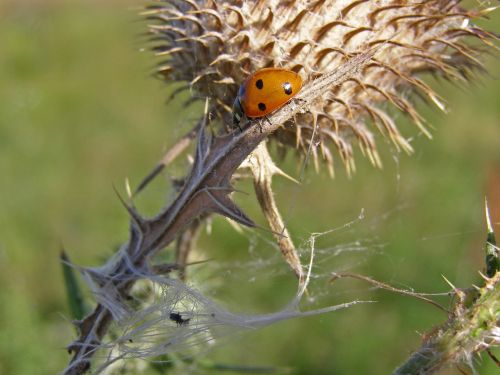 ladybug thistle spikes