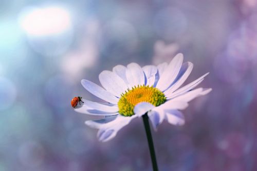 ladybug flower marguerite