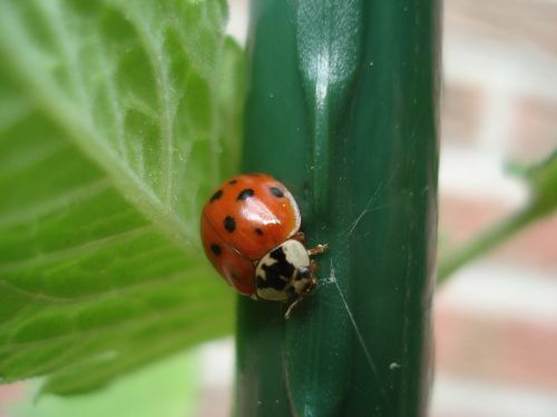 ladybug nature animals