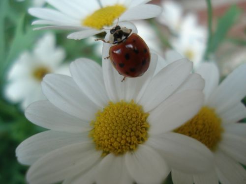 ladybug nature animals