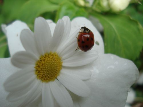 ladybug nature animals