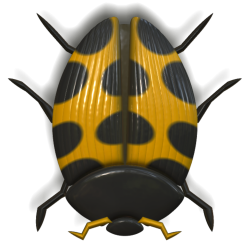 ladybug insect animal