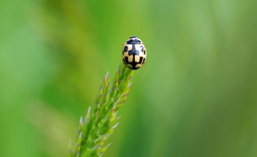 insect nature live