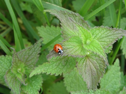 ladybug nettle nature