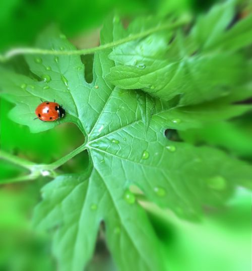 ladybug rain drop