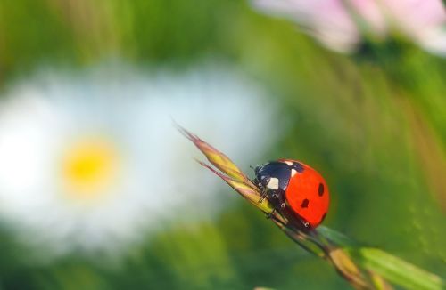 insect nature live