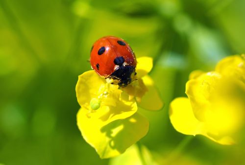 plant nature live