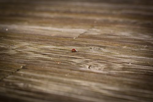 ladybug terrace wood floor