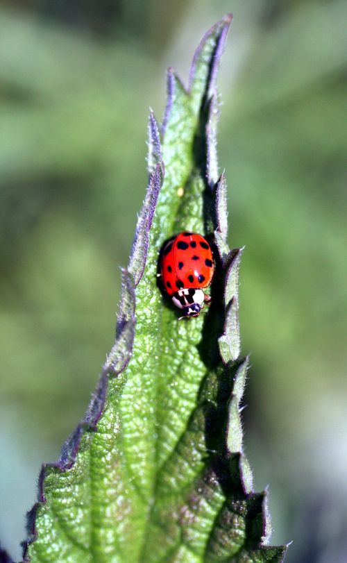 ladybug insect red