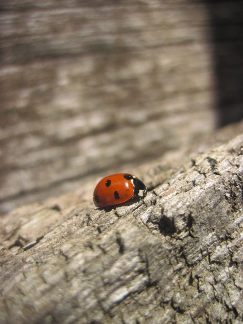 ladybug wood red