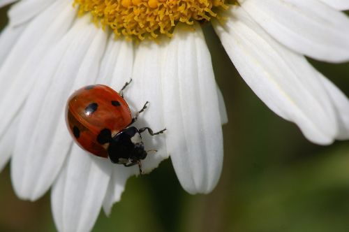 ladybug marguerite nature