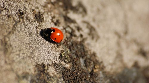 ladybug dots stone