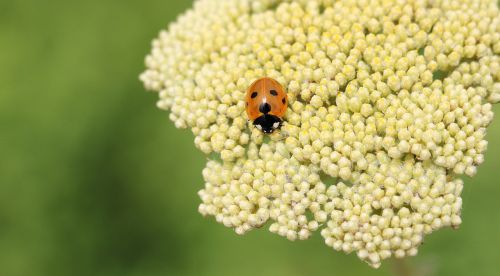 ladybug fernleaf composites