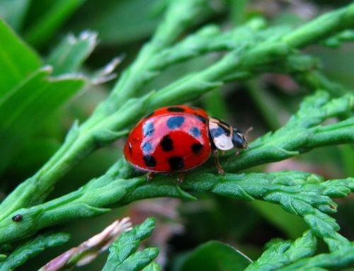 ladybug nature leaves