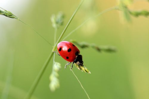 ladybug beetle coccinellidae