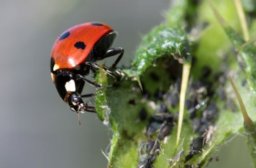 ladybug beetle coccinellidae