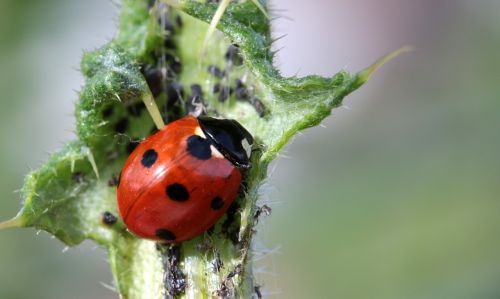 ladybug beetle coccinellidae