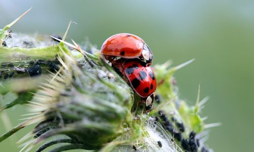 ladybug asian ladybug harmonia axyridis