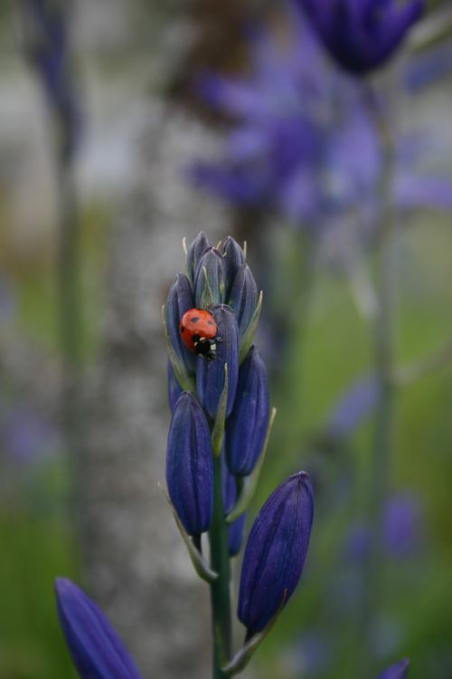 ladybug blue camas flower