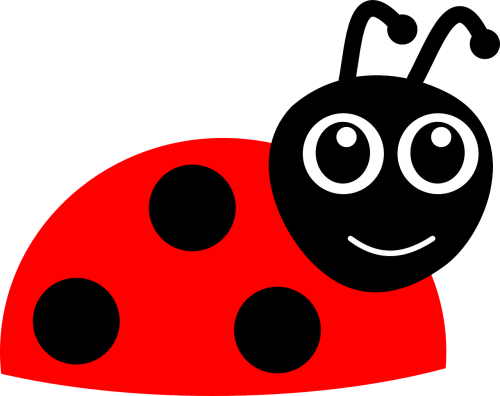 ladybug beetle ladybird