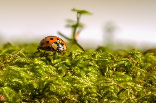 ladybug beetle insect