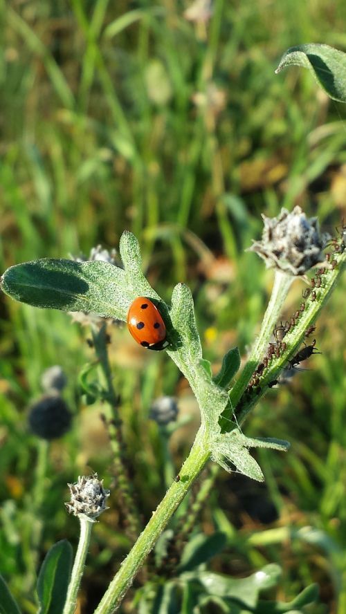 ladybug summer insect