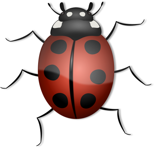 ladybug animal beetle