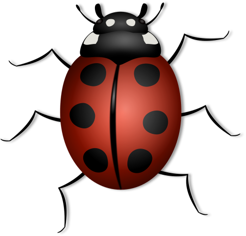 ladybug animal beetle
