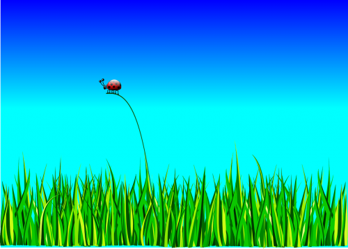 ladybug bug grass