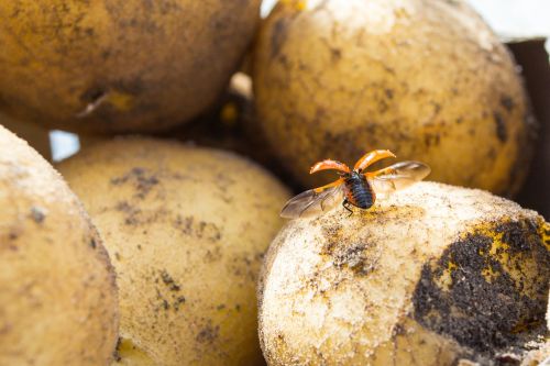 ladybug potato fly