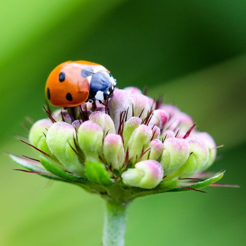 ladybug coccinellidae insect