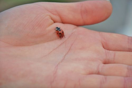 ladybug spring ladybugs
