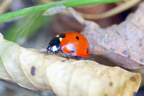 ladybug insect red