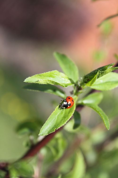 ladybug jabłonka tree