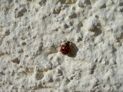 ladybug insect beetle