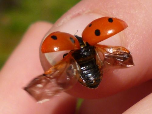 ladybug red flight