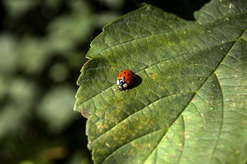 ladybug nature insect