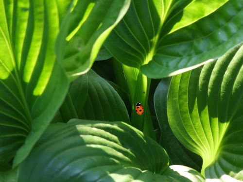 ladybug beetle plant