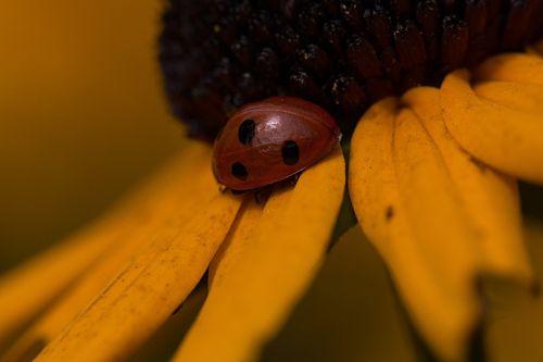 ladybug flower nature