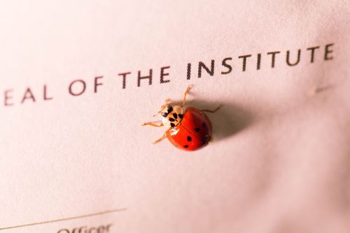 ladybug insect macro