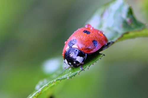 ladybug macro nature