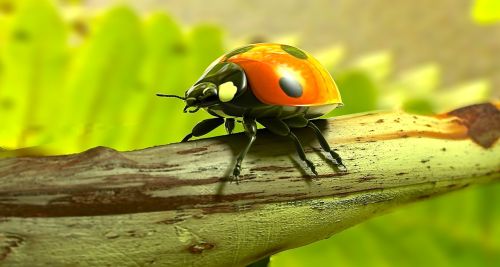 ladybug beetle lucky charm