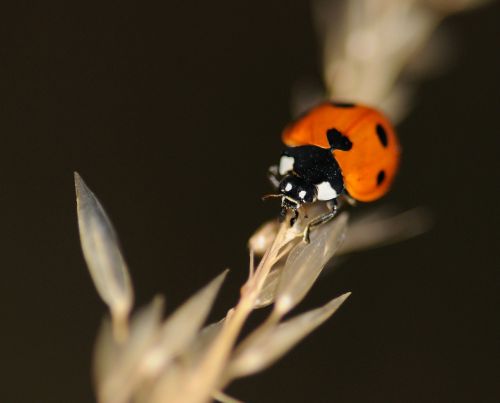 ladybug insect macro