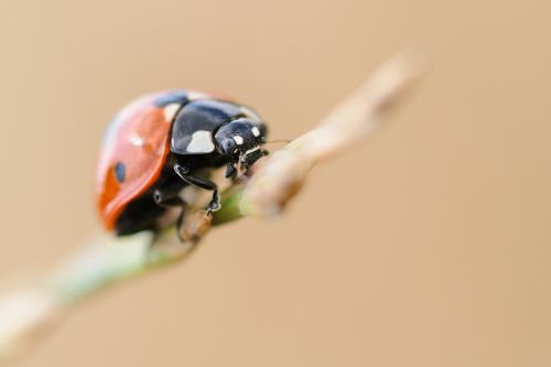 ladybug insect macro