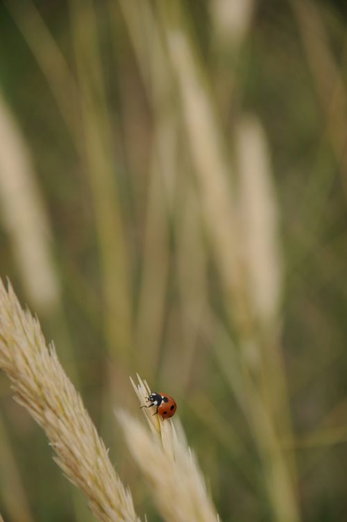 ladybug straw animals